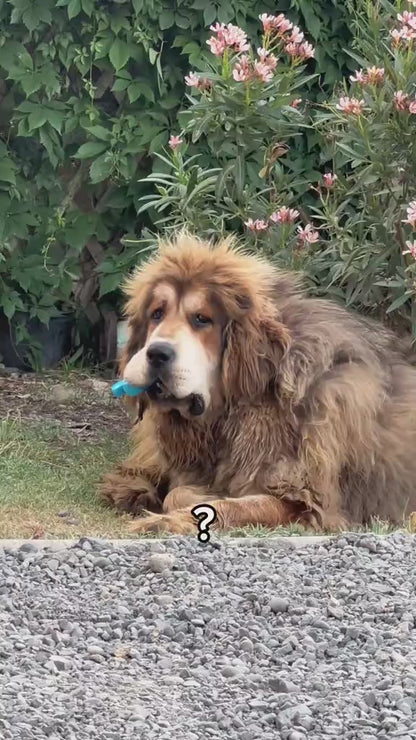 Ice Stick: Mordedor Refrescante